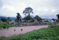 Storm-damaged kapok tree, Ahenkro market, 2000